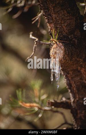 Sap leaking from a cut pine tree branch Stock Photo