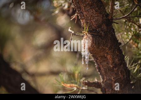 Sap leaking from a cut pine tree branch Stock Photo