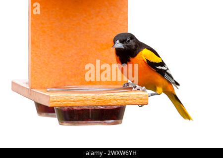 A baltimore oriole sits atop an orange colored feeder. His dinner options is sweet grape jam. Isolated on a white background Stock Photo