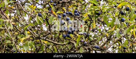 Sloe berries on blackthorn bush growing in the hedgerow, England, United Kingdom Stock Photo