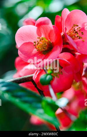 Blooming red Chaenomeles japonica Stock Photo