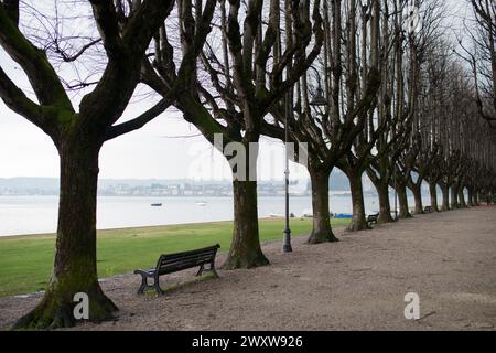 Winter pattern. Trees without leaves in a row near coastline, park bench with no people Stock Photo