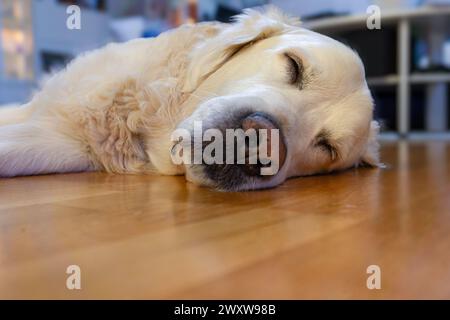 An old Golden Retreiver taking an afternoon nap. Stock Photo