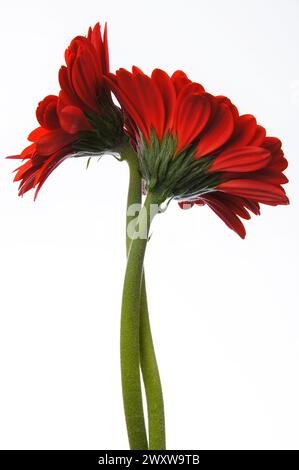 Two red gerbera flowers against white background Stock Photo