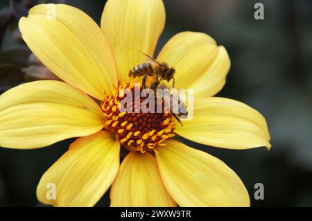 Two honey bees sitting on the flower, collecting the nectar Stock Photo