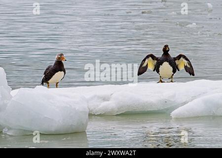 Flying steamer duck(Tachyeres patachonicus) in Pia Bay.The steamer ducks they use wings and feet to paddle across the water like a Paddle Steamer. Stock Photo