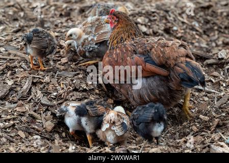 The Hen and chicks scratching around in some loose pieces of wood. Stock Photo