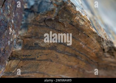 A Closeup of a piece of fossilized wood. Stock Photo