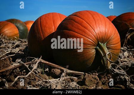 Pumpkins on the field Stock Photo