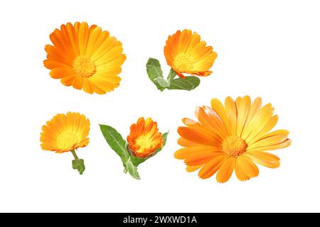 Calendula officinalis bright orange flowers and buds set isolated on white. Marigold flowering medicinal plant. Stock Photo