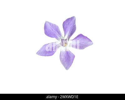 Periwinkle flower closeup isolated on white. Purple blue bloom of vinca plant. Stock Photo