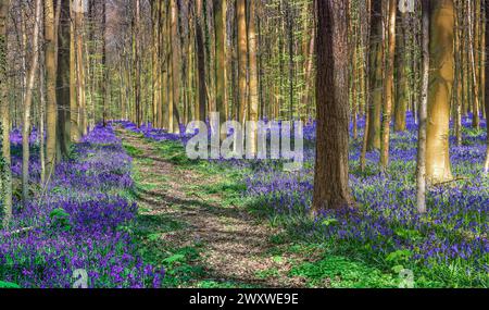 Bluebells of Belgium Blue Forest. Hiking path through amazing colorful Hallerbos. Stock Photo