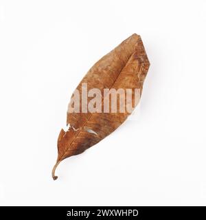 Dry leaf isolated on white background Stock Photo