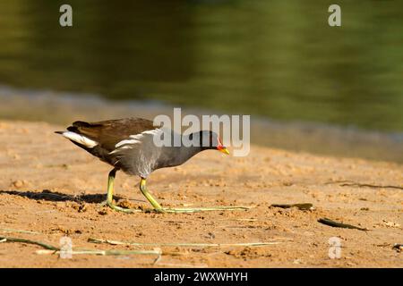 Common Moorhen (Gallinula chloropus), also known as the waterhen or swamp chicken Stock Photo