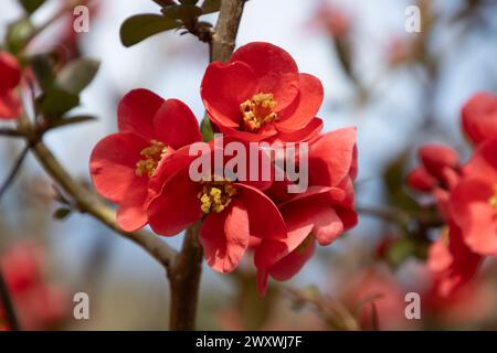 Close up of blossoms of a Japanese ornamental quince, also called Chaenomeles japonica Stock Photo