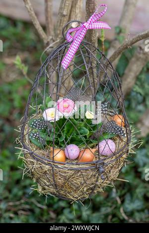 pink bellis perennis in an egg basket hanging in garden Stock Photo