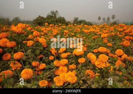 Vast field of orange marigold flowers at valley of flowers, Khirai, West Bengal, India. Flowers are harvested here for sale. Tagetes, herbaceous plant Stock Photo