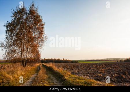 View of the arable field in autumn, agriculture in the countryside, autumn harvest collections, Poland, Podlasie Stock Photo