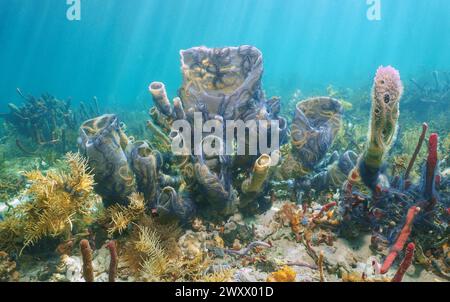 Branching vase sponge with brittle star underwater life in the Caribbean sea, natural scene, Panama, Central America Stock Photo