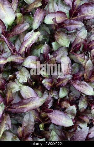 Closeup of red leaves of Phlox paniculata 'Starfire' in early Spring Stock Photo