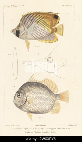 Threadfin butterflyfish, Chaetodon auriga 1, and orbfish, Ephippus orbis 2. Head of Chelmon longirostris. Handcoloured stipple copperplate engraving by Eugene Giraud after an illustration by Felix-Edouard Guérin-Méneville and Edouard Travies from Guérin-Méneville’s Iconographie du règne animal de George Cuvier, Iconography of the Animal Kingdom by George Cuvier, J. B. Bailliere, Paris, 1829-1844. Stock Photo