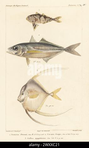 Man-of-war fish, Nomeus gronovii 1, oxeye scad, Selar boops 2, and African threadfish, Alectis alexandrina 3. Handcoloured stipple copperplate engraving by Eugene Giraud after an illustration by Felix-Edouard Guérin-Méneville and Edouard Travies from Guérin-Méneville’s Iconographie du règne animal de George Cuvier, Iconography of the Animal Kingdom by George Cuvier, J. B. Bailliere, Paris, 1829-1844. Stock Photo