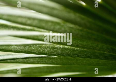 Palm Leaf Abstract Stock Photo
