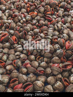 A pile of seashells in various shapes, sizes, and colors. The shells are likely from different species of mollusks and crustaceans that live in the oc Stock Photo