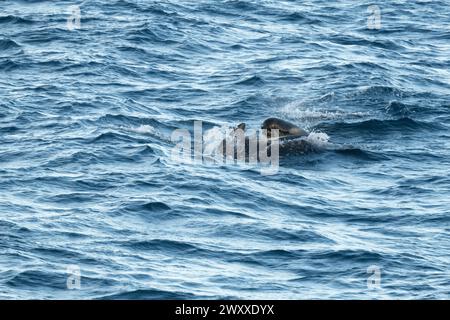 Australia, Tasmania, near Macquire Island. Pod of long-finned pilot whales (Globicephala melas) 54° 34 16 S 158° 57 57 E Stock Photo