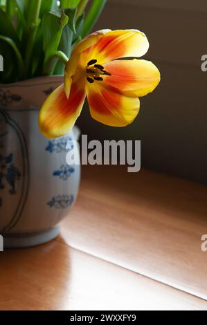 Single red and yellow tulips in a blue ceramic pitcher. Stock Photo