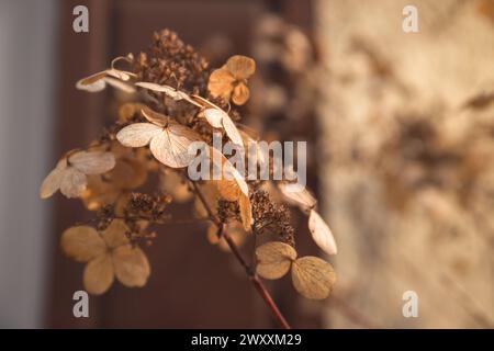 Dried hydrangea flowers on blurred background. Selective focus. Nature macro Stock Photo