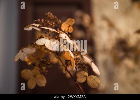 Dried hydrangea flowers on blurred background. Selective focus. Nature macro Stock Photo