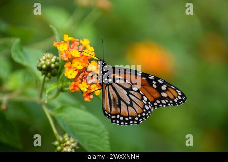 Monarch butterfly (danaus erippus, the sister species of Danaus ...