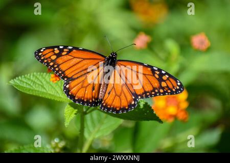 Monarch butterfly (danaus erippus, the sister species of Danaus ...