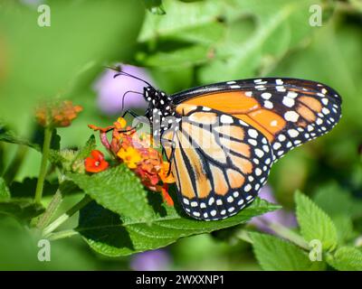 Monarch butterfly (danaus erippus, the sister species of Danaus ...