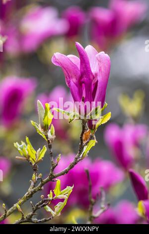 Magnolias (Magnolia) in bloom at Hohenheim Palace. Exotic and Botanical ...