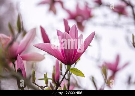 Magnolias (Magnolia) in bloom at Hohenheim Palace. Exotic and Botanical ...