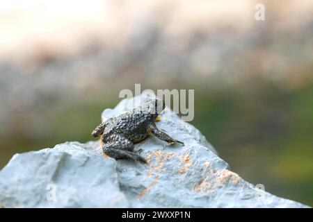Yellow-bellied toad (Bombina variegata), sitting on stone, Stolberg, Germany Stock Photo