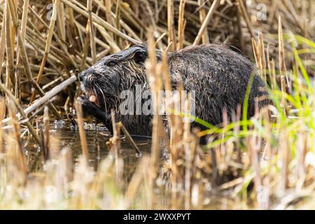 Nutria (Myocastor coypus), beaver rat, foraging in reeds, wildlife ...