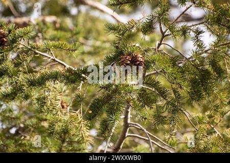Red-breasted nuthatch foraging for food in Utah Stock Photo
