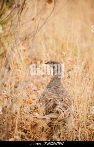 Ruffed grouse in tall grass in Bryce Canyon National Park, Utah Stock Photo