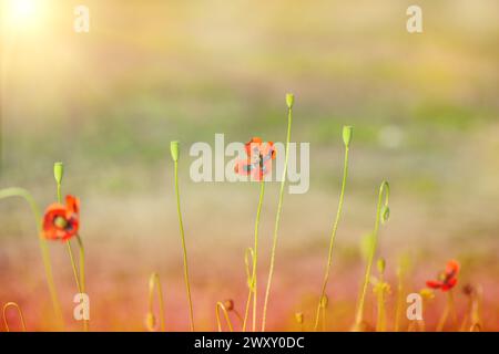 Poppies in the sun. Nature.poppy flower and poppy heads on the field - close up. Spring floral background, Stock Photo