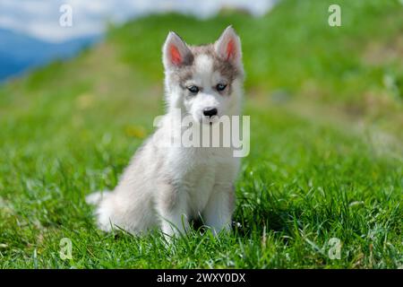 Husky puppy is sitting on top of a lush green field. The puppy is alert and looking around its surroundings, with ears perked up. The field is vibrant Stock Photo