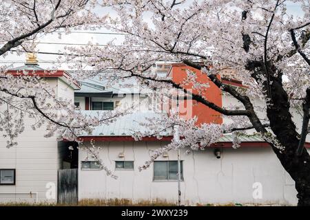 Retro house and cherry blossoms in Hakodate, Hokkaido, Japan Stock Photo