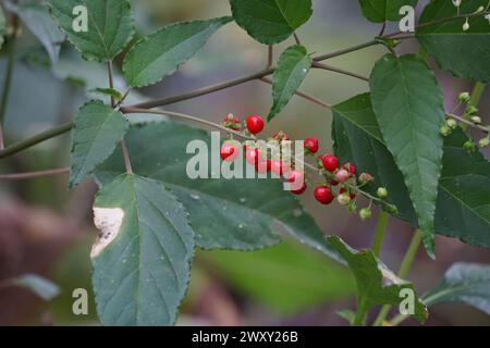 Rivina humilis (pigeonberry, rouge plant, baby peppers, bloodberry, coralito, Getih-getihan) plant Stock Photo