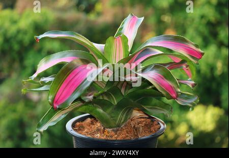 Impressive Reddish Pink and Green Variegated Leaves of Bromeliad ...