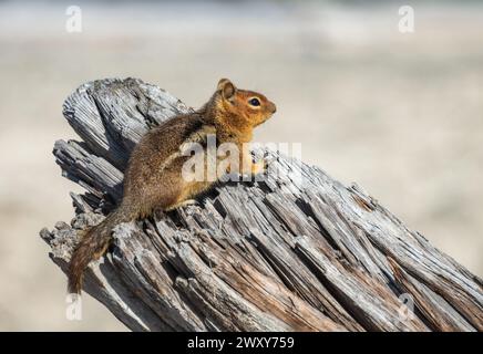 A Chipmunk on a Log at The Floating Logs of Spirit Lake at Mount St. Helens, Stratovolcano in Skamania County, Washington State, USA Stock Photo