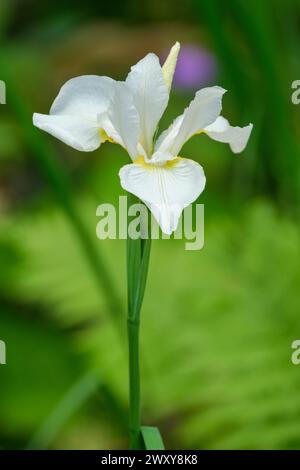 Iris White Swirl, Siberian iris, Iris sibirica White Swirl, white flowers, yellow base of falls Stock Photo