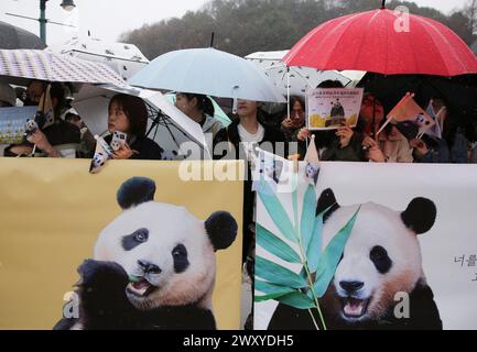 Yongin, South Korea. 3rd Apr, 2024. People bid farewell to giant panda ...