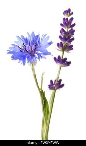 Lavender and  cornflower isolated on white background Stock Photo